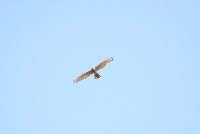 IMG_3610-3-n.jpg