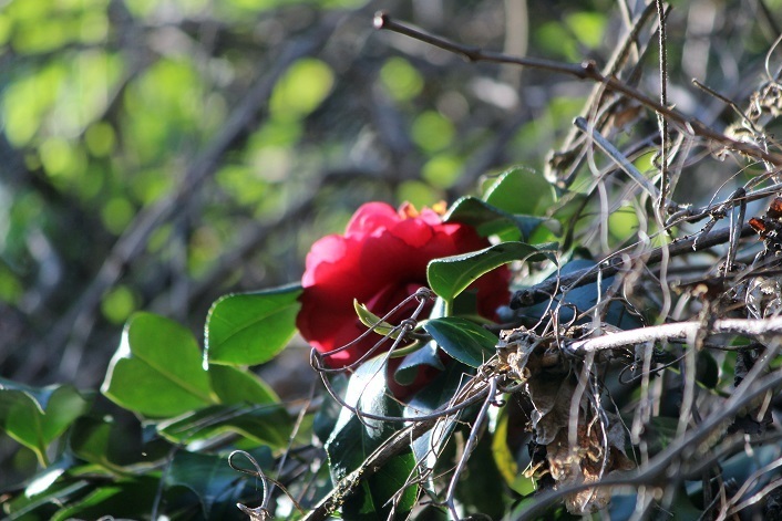 IMG_5133-2-g.jpg