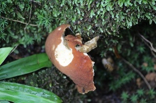 IMG_8617-g.jpg