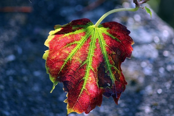 IMG_9005-2-h.jpg